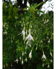 Fuchsia 'Hawkshead'