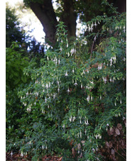 Fuchsia 'Hawkshead'