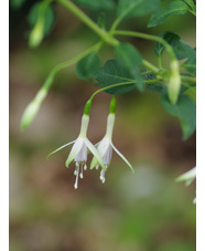 Fuchsia 'Hawkshead'