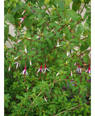 Fuchsia magellanica 'Logan Woods'