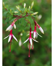 Fuchsia magellanica 'Logan Woods'