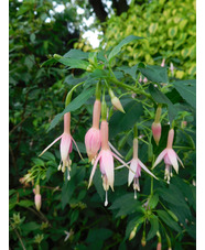 Fuchsia 'Whiteknights Pearl'