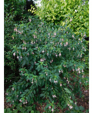 Fuchsia 'Whiteknights Pearl'