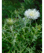 Galactites tomentosus white-flowered