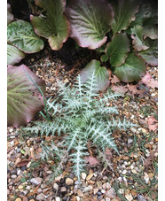 Galactites tomentosus white-flowered