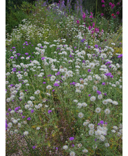 Galactites tomentosus white-flowered