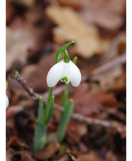 Galanthus 'Ailwyn'