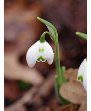 Galanthus 'Ailwyn'