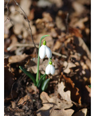 Galanthus 'Anne of Geirstein'