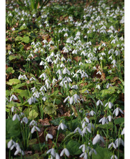 Galanthus 'Atkinsii' x3 bulbs