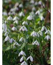 Galanthus 'Atkinsii' x3 bulbs