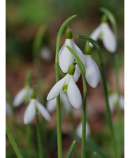 Galanthus 'Atkinsii' x3 bulbs