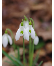 Galanthus 'Atkinsii of Finnis'