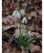 Galanthus 'Atkinsii of Finnis'