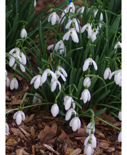 Galanthus 'Benton Magnet'