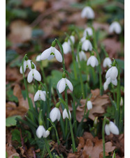 Galanthus 'Brenda Troyle'