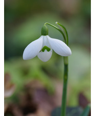 Galanthus 'Brenda Troyle'