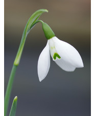 Galanthus 'Brigadier Mathias' 