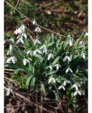 Galanthus elwesii 'Cedric's Prolific' x3 bulbs