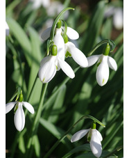 Galanthus elwesii 'Cedric's Prolific' x3 bulbs