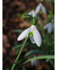 Galanthus elwesii 'Cedric's Prolific' x3 bulbs