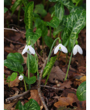 Galanthus elwesii (Hiemalis Group) 'Barnes' 