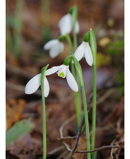 Galanthus elwesii (Hiemalis Group) 'Barnes' 