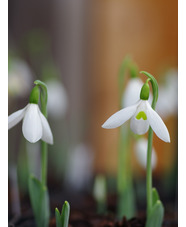 Galanthus elwesii (Hiemalis Group) 'Barnes' 