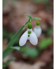 Galanthus elwesii 'Lodestar'