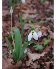 Galanthus elwesii 'Lodestar'