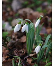 Galanthus elwesii 'Margaret Owen'