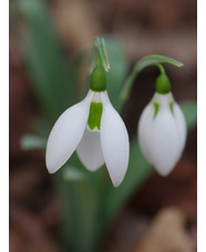 Galanthus elwesii 'Margaret Owen'