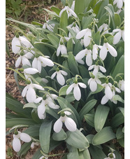 Galanthus elwesii var. monosticus 'Marjorie Brown'
