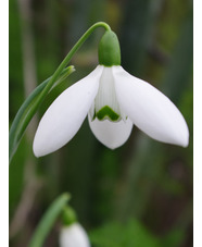 Galanthus elwesii 'Mrs Macnamara'