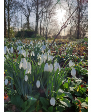 Galanthus elwesii 'Mrs Macnamara'