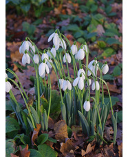 Galanthus elwesii 'Mrs Macnamara'