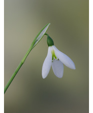 Galanthus elwesii 'Peter Gatehouse'