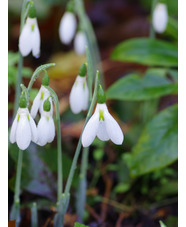 Galanthus elwesii 'Peter Gatehouse'