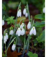 Galanthus elwesii 'Peter Gatehouse'