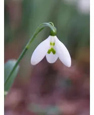 Galanthus elwesii 'Tuesday's Child' 