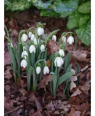 Galanthus elwesii 'Tuesday's Child' 