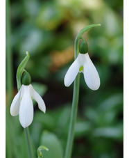 Galanthus elwesii var. monostictus Hiemalis Group