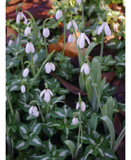 Galanthus elwesii var. monostictus Hiemalis Group