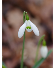 Galanthus 'Galatea' x3 bulbs