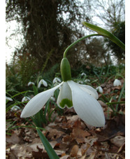 Galanthus 'Galatea' x3 bulbs