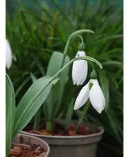 Galanthus 'Ivy Cottage Green Tip'