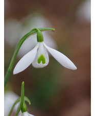 Galanthus 'Lyn'