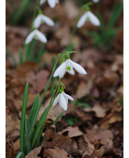 Galanthus 'Lyn'