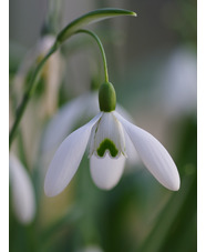 Galanthus 'Magnet' x3 bulbs