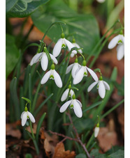 Galanthus 'Magnet' x3 bulbs